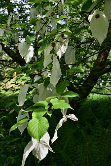 Handkerchief Tree