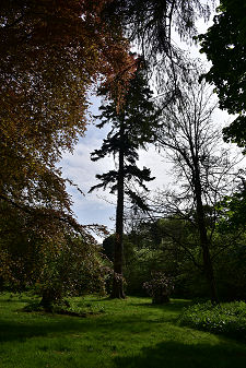 One of the Imposing Trees