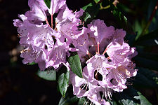 Mauve Rhododendrons